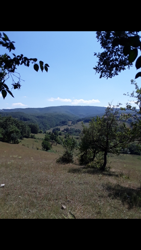 Çiğdem